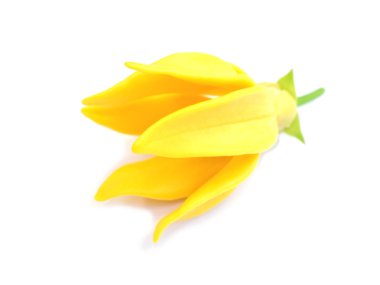 tırmanma ylang-ylang kokulu çiçekler