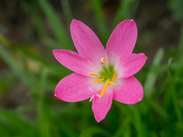 Bela flor de lírio chuva . — Fotografia de Stock
