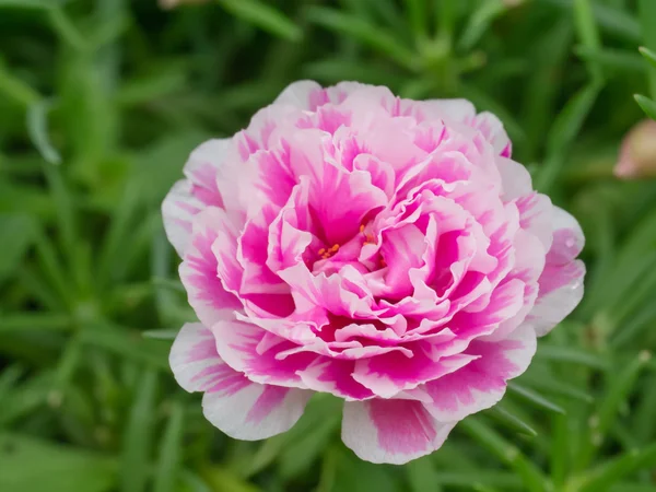 Portulaca Blume im Garten. — Stockfoto