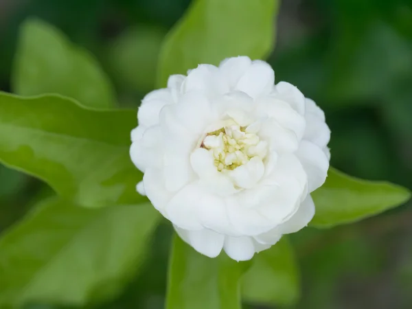 Jasmin flower in the garden. — Stock Photo, Image