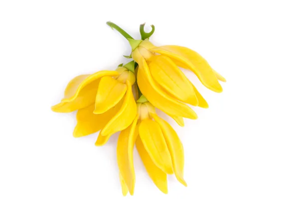 Благоухающие цветы альпинистского иланг-иланга — стоковое фото
