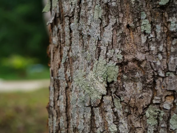 The bark of Broad Leaf Mahogany — Stock Photo, Image