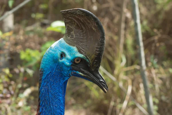 Cassowary closeup — Stok fotoğraf