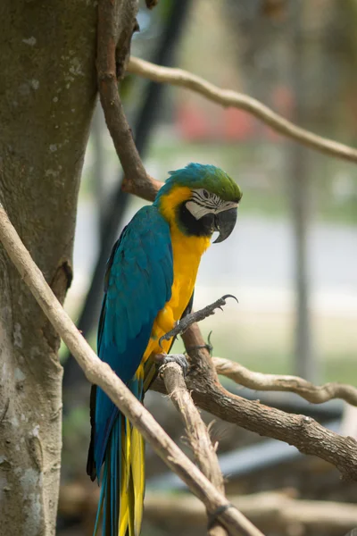 Aras perroquet jaune bleu . — Photo