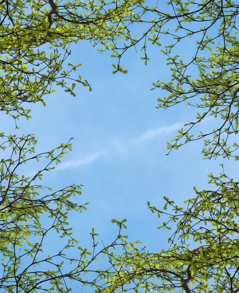 Ramo d'albero nella stagione primaverile . — Foto Stock