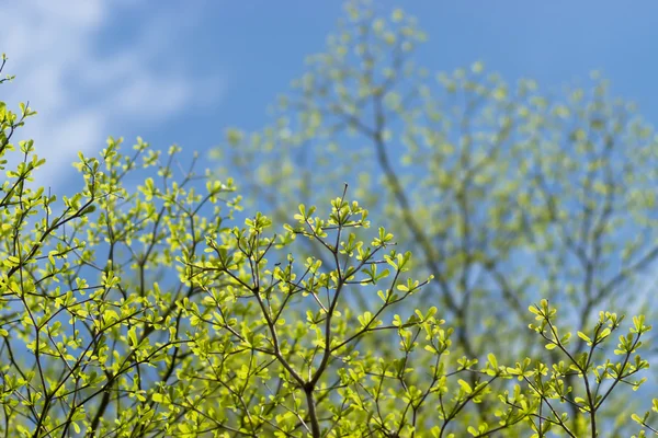 Větev stromu v jarní sezóně. — Stock fotografie