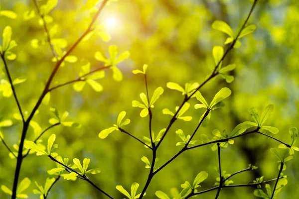 Rama de árbol en la temporada de primavera . —  Fotos de Stock