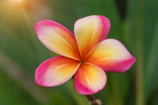 Kwiat frangipani na drzewie. — Zdjęcie stockowe