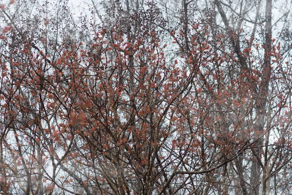 Красный лист на ветке деревьев в зимний сезон . — стоковое фото