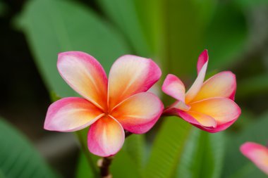 Ağaçta Frangipani çiçeği.