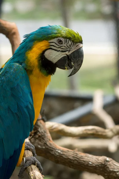 Arara de papagaio amarelo azul . — Fotografia de Stock