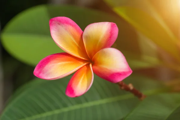 Frangipani flower on the tree. — Stock Photo, Image