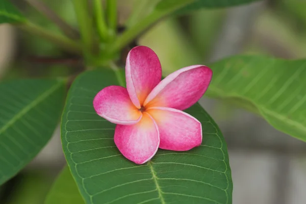 Pembe frangipani çiçek yaprak yeşil. — Stok fotoğraf