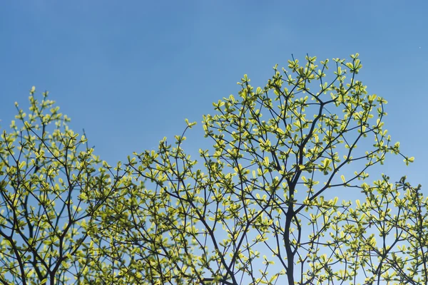 Větev stromu v jarní sezóně. — Stock fotografie