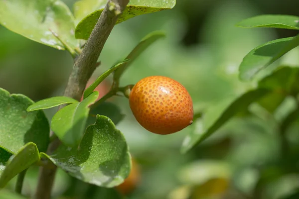 Super frukt på träd. — Stockfoto
