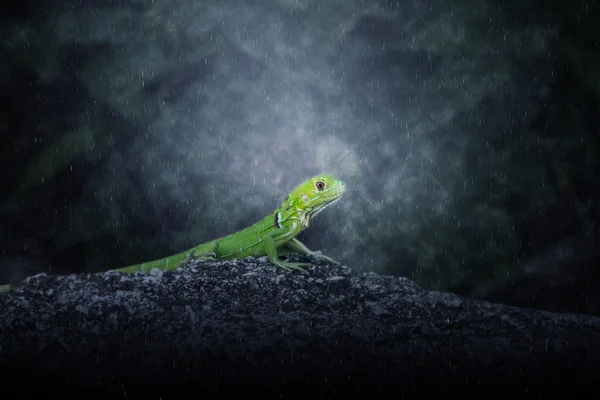 Bebek Yeşil Iguana kaya. — Stok fotoğraf