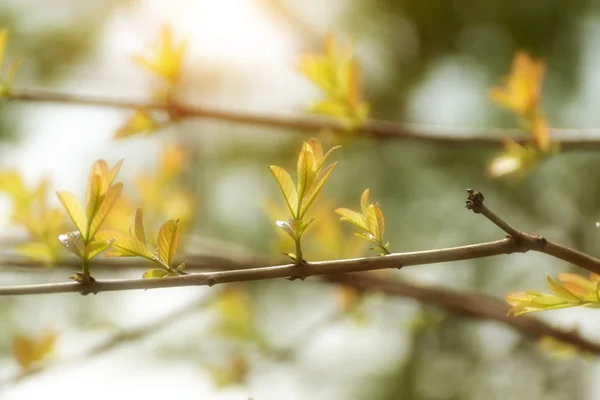 Tree branch in the spring season. — Stock Photo, Image