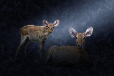 İki Eld'ın geyik - yağmurlar kahverengi antlered geyik. 