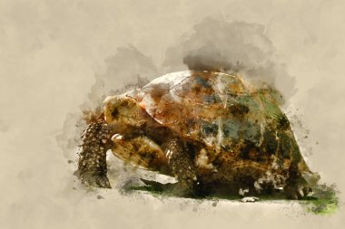 Vahşi kaplumbağalarının suluboya resim.