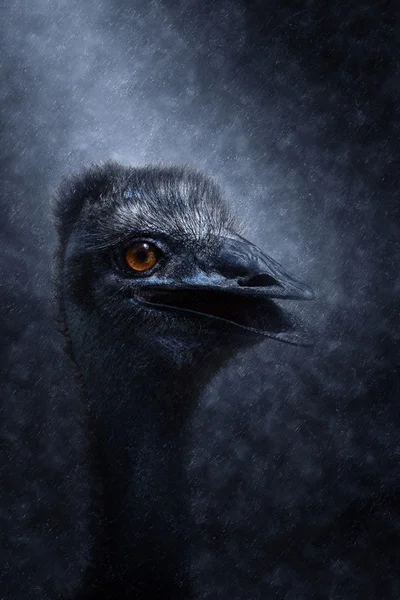 Close-up van een Emu — Stockfoto