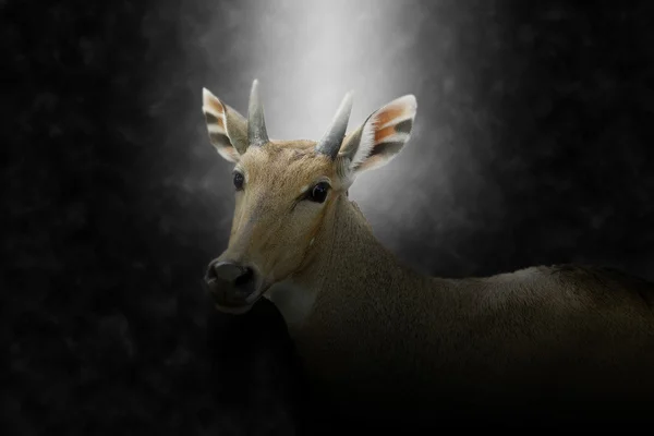 Il cervo muntjak di Fea . — Foto Stock