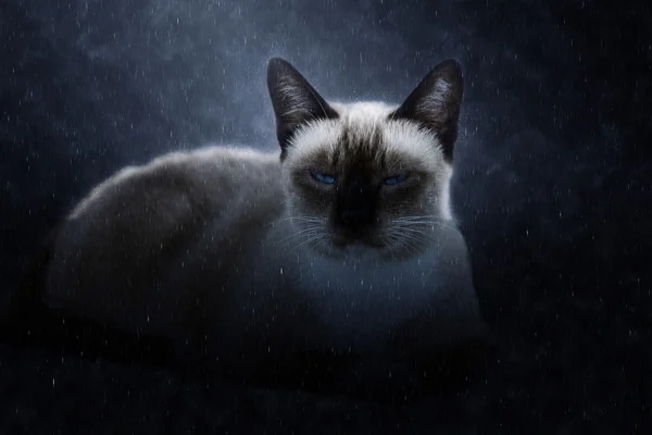 Ensam katt i regnet. — Stockfoto