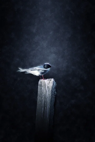 Чайка в дощі. — стокове фото