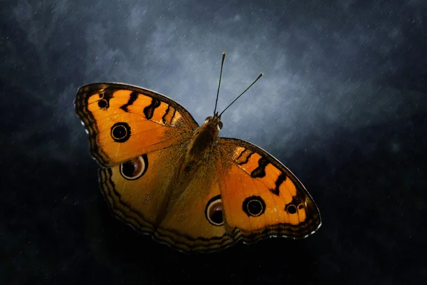 蝴蝶的名字在雨中的孔雀堇. — 图库照片
