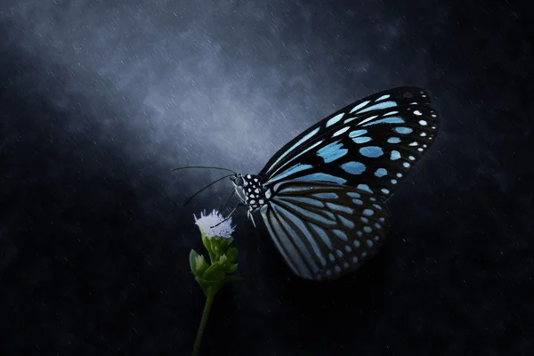 Blue glassy tigru fluture pe floare în ploaie . — Fotografie, imagine de stoc