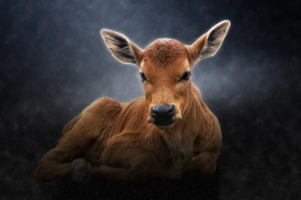 Un vitello sotto la pioggia . — Foto Stock