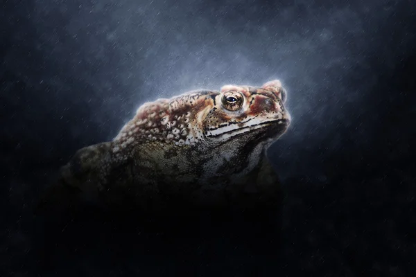 雨でヒキガエルの立っています。. — ストック写真