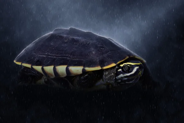 Schneckenfressende Schildkröte im Regen. — Stockfoto