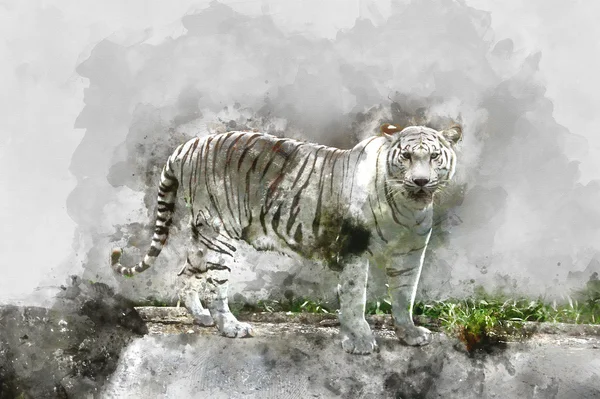 Akwarela obraz Biały Tygrys. — Zdjęcie stockowe