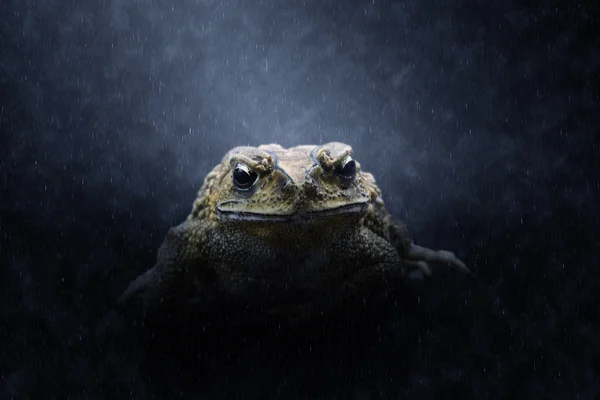 Yellow Toad in the rains. — Stock Photo, Image
