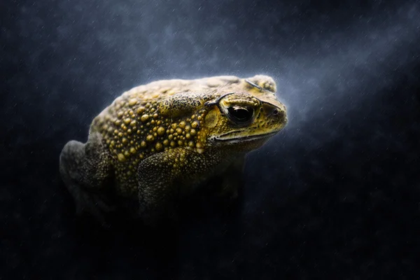 Yellow Toad in the rains. — Stock Photo, Image