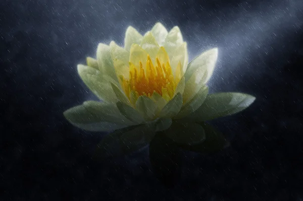 Gele waterlily in de regen. — Stockfoto