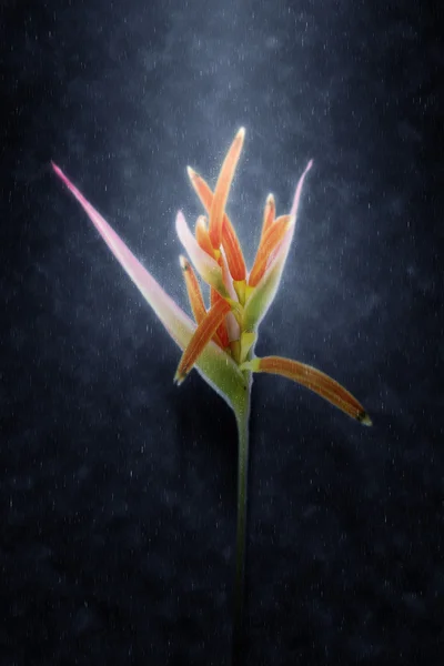 Beautiful Heliconia flower blooming in the rains. — Stock Photo, Image