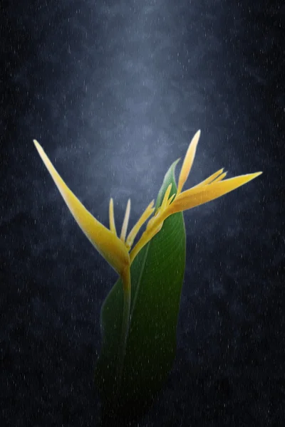 黄色的蝎尾蕉朵鲜花，盛开在雨中. — 图库照片