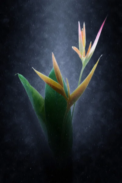 Yağmurlar içinde çiçek açan güzel Heliconia çiçek. — Stok fotoğraf