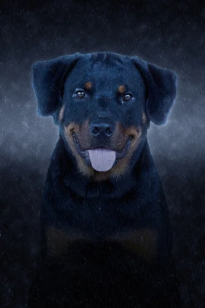 Ritratto di Rottweiler sotto la pioggia . — Foto Stock