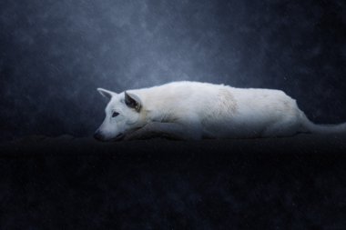 Yağmurlar sahilde yalnız köpek.