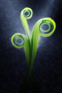 Belgili tanımlık kuş yumuşak yaprakları eğreltiotu (Asplenium nidus) RAI içinde iç içe