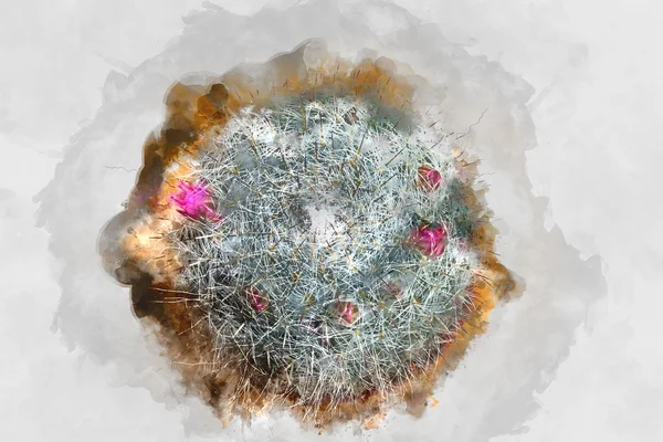 Акварельное изображение растения Кактус . — стоковое фото