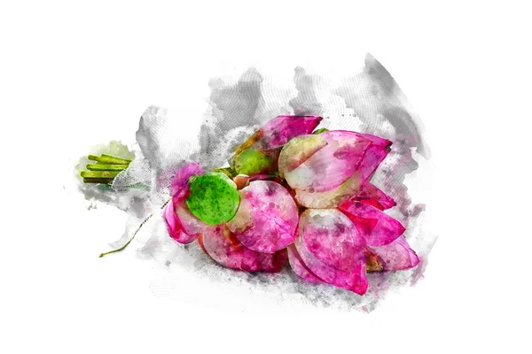 Υδατογραφία εικόνας των ρυθμίσεων λουλουδιών λωτού. — Φωτογραφία Αρχείου
