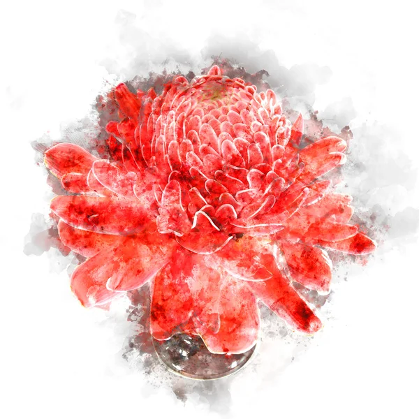 Акварель тропического красного цветка элатиона . — стоковое фото