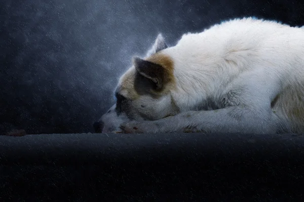 Yağmurlar plajında uyuyan köpek. — Stok fotoğraf