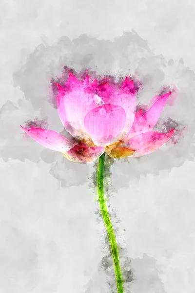 Image aquarelle de fleur de lotus en fleurs . — Photo