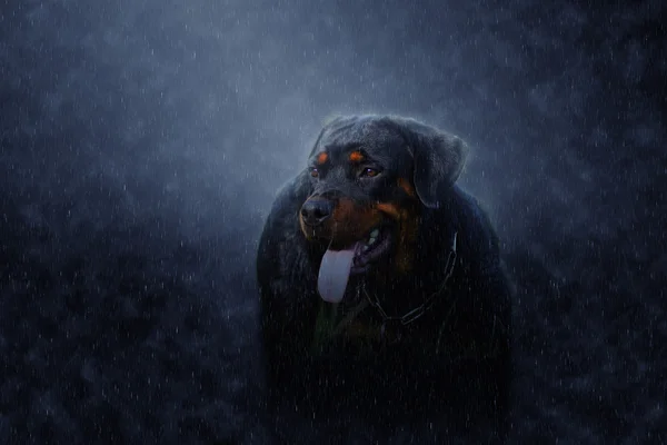 Portret Rottweiler w deszcze. — Zdjęcie stockowe