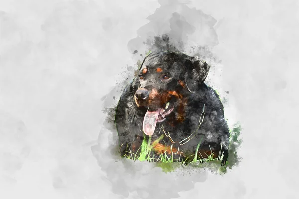 Acquerello Ritratto di Rottweiler . — Foto Stock