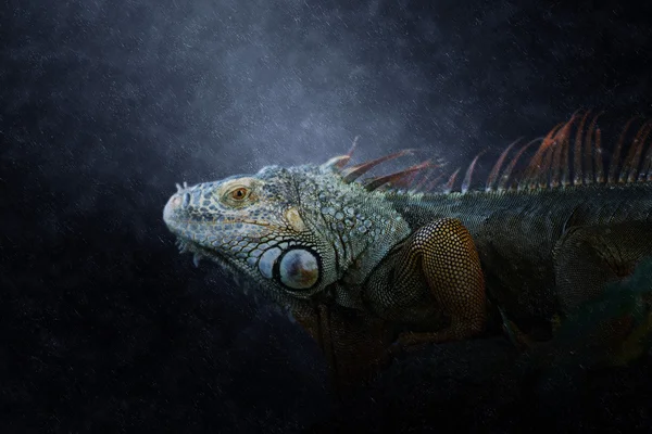 Retrato de iguana nas chuvas . — Fotografia de Stock